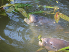 ТОП-10 порад для лову коропа з поверхні води