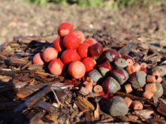 Огляд Robin Red. Рецепти та інструкція з використання