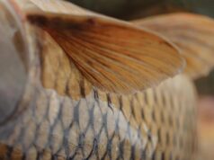 5 секретів успішної ловлі коропа