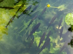 Як утримати рибу на гачку: все про правильне підгодовування