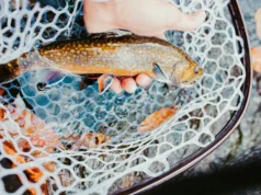 Підсаки для риболовлі: як обрати та навіщо вони потрібні