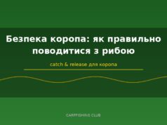 Безпека коропа: як правильно поводитися з рибою