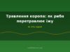 Травлення коропа: як риба перетравлює їжу