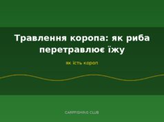 Травлення коропа: як риба перетравлює їжу