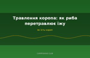 Травлення коропа: як риба перетравлює їжу