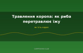 Травлення коропа: як риба перетравлює їжу