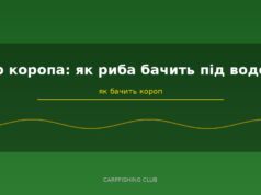 Зір коропа: як риба бачить під водою